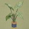 BFC0323 Caladiums