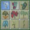 BFC0323 Caladiums
