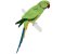 RMG325 Parakeet