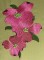 BFC0329 Watercolor Dogwood