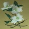BFC0329 Watercolor Dogwood