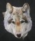 BFC0334 Eagles and Wolves
