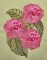 BFC0335 Watercolor Bouquet