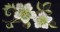 BFC0337 Brocade Borders