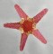 BFC0341 Coral Reef