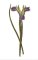 RMG3447 Iris Tuberosa