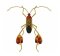 RMG348 Flag-Footed Bug