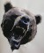 BFC0350 Bears