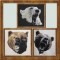 BFC0350 Bears