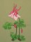 BFC0352 Columbines