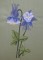 BFC0352 Columbines