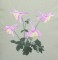 BFC0352 Columbines