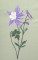 BFC0352 Columbines