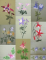 BFC0352 Columbines