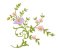 RMG3529c  Floral 3529c
