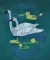 BFC0361 Swans & Water Lilies