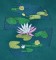 BFC0361 Swans & Water Lilies