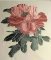 RMG3629 Peony