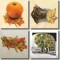 BFC0363 Autumn