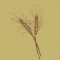 BFC0366 Cornucopia Designs