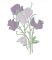 RMG3743 Sweet Pea