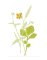 RMG3750 Buttercup