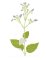 RMG3797 Water Figwort
