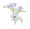 RMG3802  Freesia
