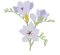 RMG3802  Freesia