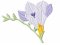 RMG3802  Freesia