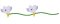 RMG3802  Freesia