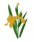 RMG3808 The Golden Iris