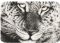 RMG3820 Leopard