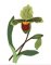 RMG3851 Breathing Orchids