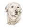 RMG3871  Fred