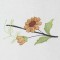 BFC0392 Floral Borders