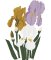 RMG3948  Iris Trio