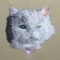 BFC0401 Kittens