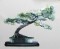 BFC0402 Bonsai