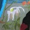 BFC0416 Stained Glass Fantasy