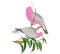 RMG416  Rose Breasted Cockatoo