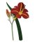 RMG419 Tawny Day Lily
