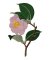 RMG421 Rose Camelia