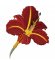 RMG422 Tawny Day Lily 2