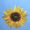 BFC0425 Sunflowers