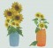 BFC0425 Sunflowers