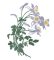 RMG425 Vintage Floral 2