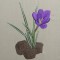 BFC0431 It's Spring!