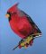 BFC0433 Cardinal-01