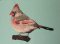 BFC0433 Cardinal-02
